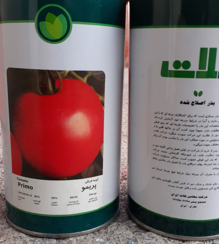 بذر گوجه فرنگی رقم پریمو فلات فروش گرمی
