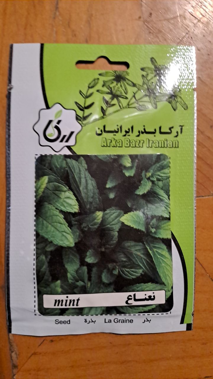 بذر نعناع