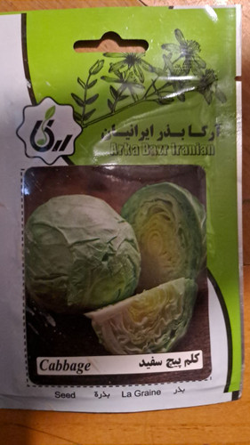 بذر کلم پیچ سفید