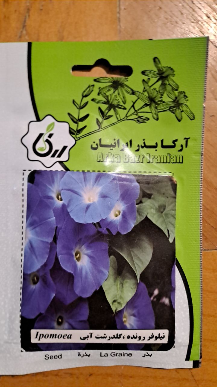 بذر نیلوفر رونده ، گل درشت ابی