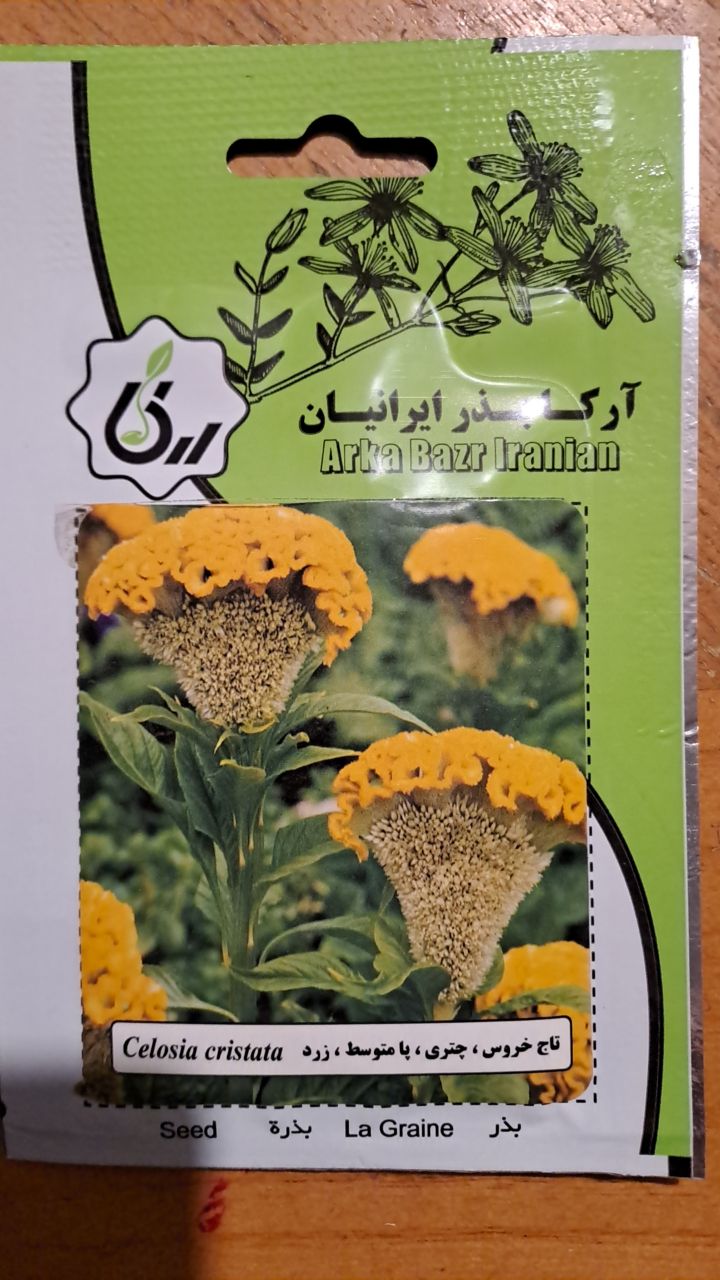 بذر تاج خروس ،چتری ،پا متوسط ،زرد