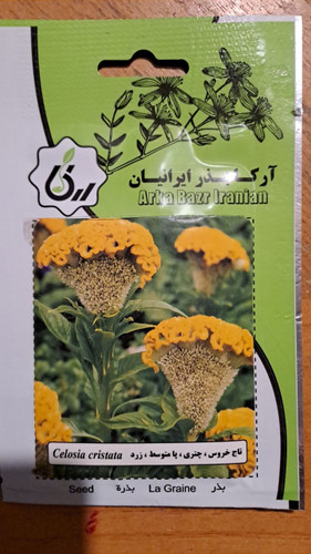 بذر تاج خروس ،چتری ،پا متوسط ،زرد