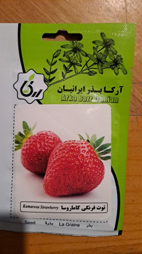 بذر توت فرنگی کاماروسا