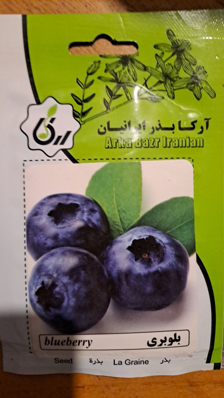 بذر بلوبری