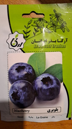 بذر بلوبری
