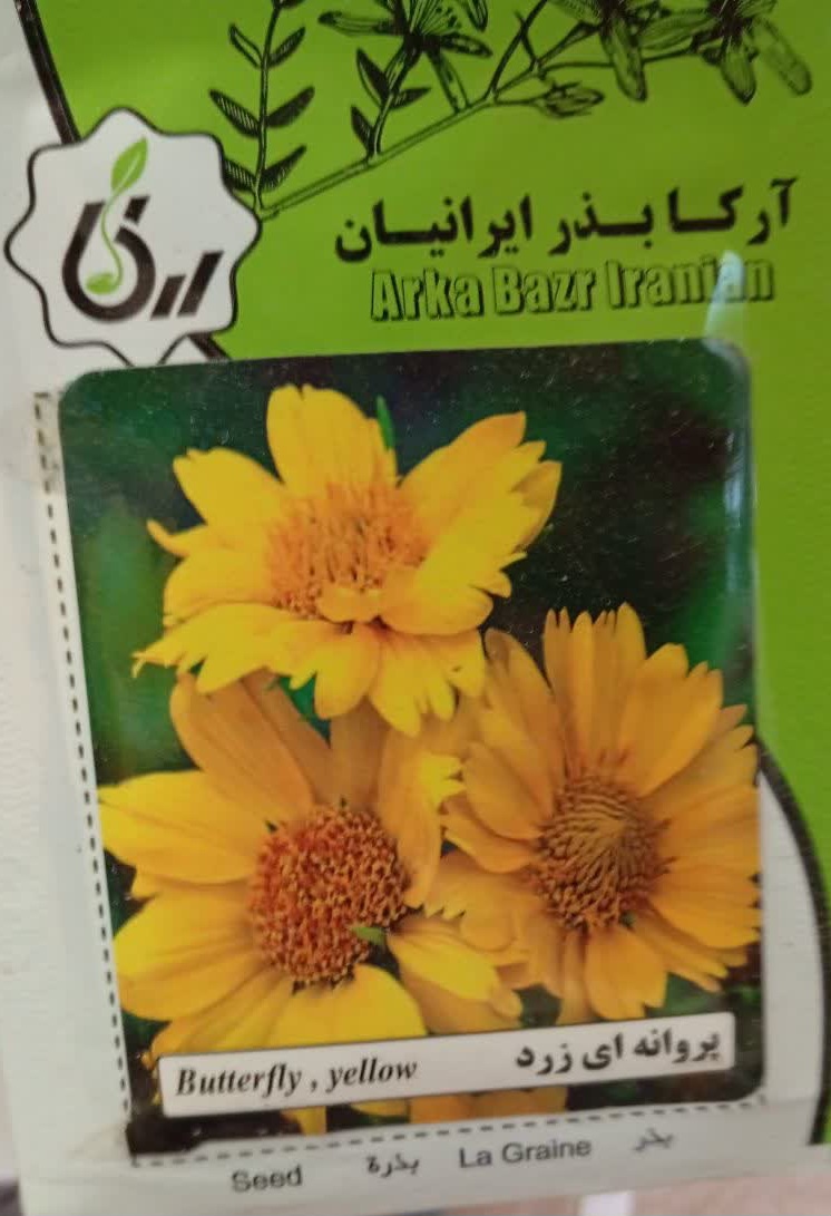 بذر پروانه ای زرد