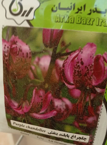 بذر چلچراغ پابلند بنفش