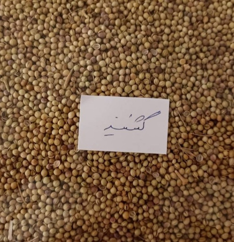 بذر گشنیز فروش گرمی