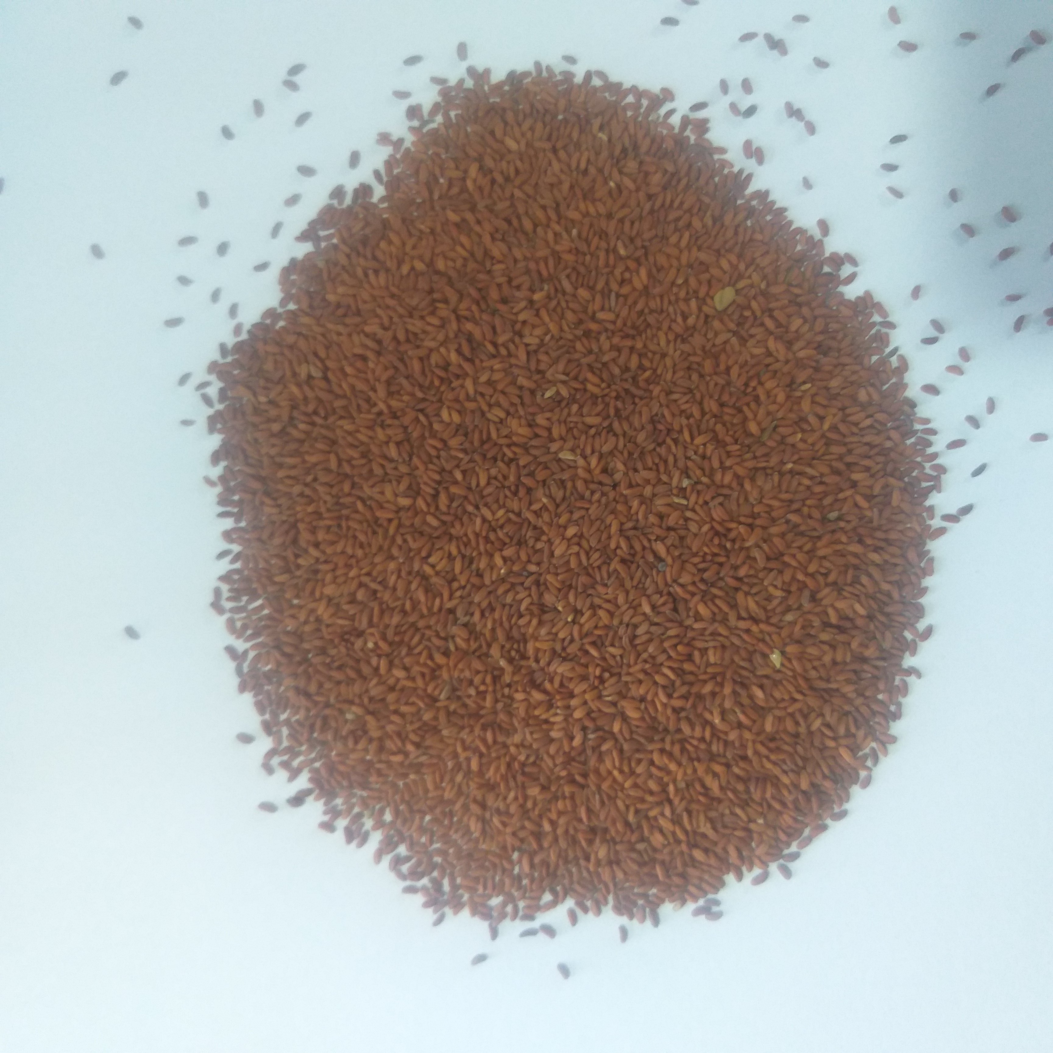 بذر شاهی فروش گرمی