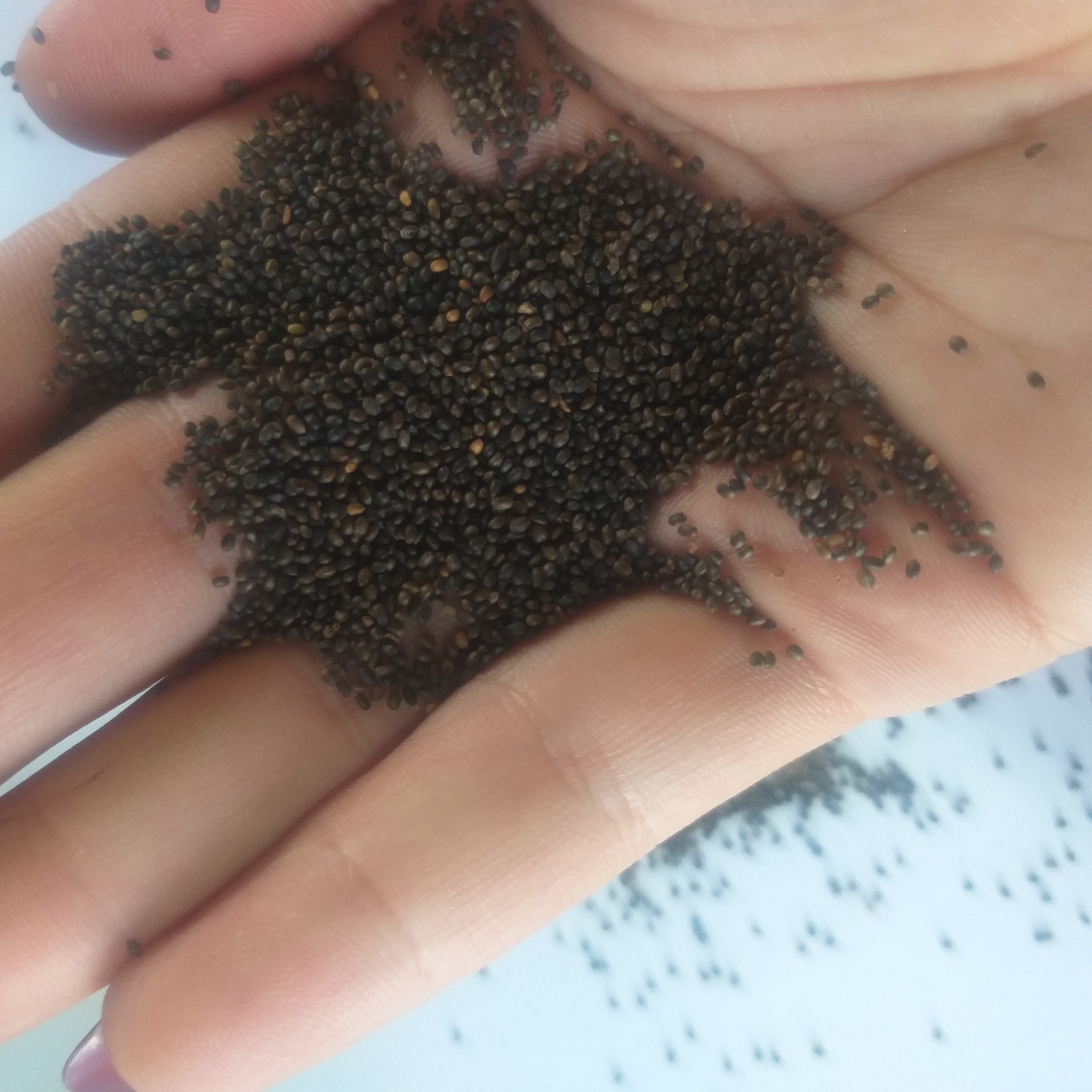 بذر مزره فروش گرمی