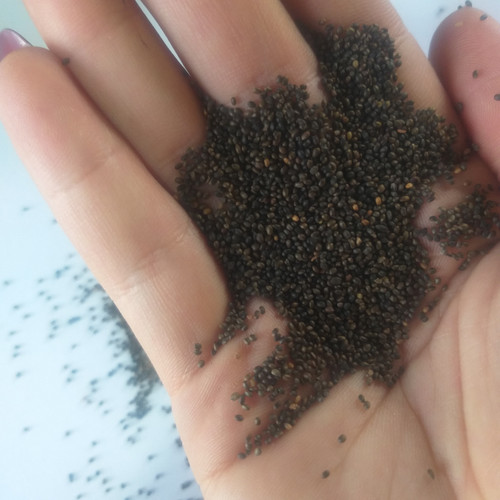 بذر مزره فروش گرمی