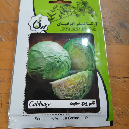 بذر کلم پیچ ( بسته ای )