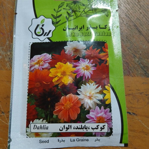 بذر کوکب ،پا بلند، الوان