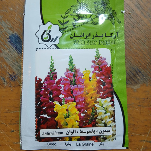 بذر میمون ، پابلند ،الوان