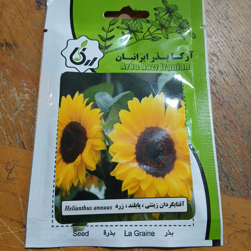 بذر آفتابگردان، پابلند ،زرد