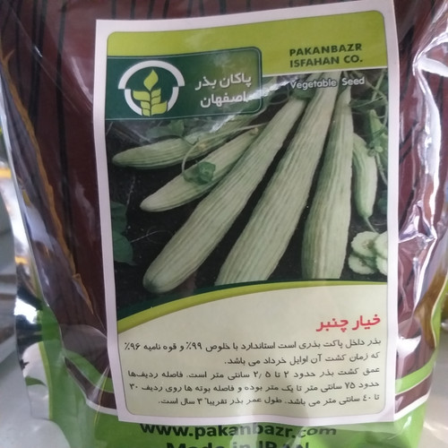 بذر خیار چنبر (فروش گرمی)