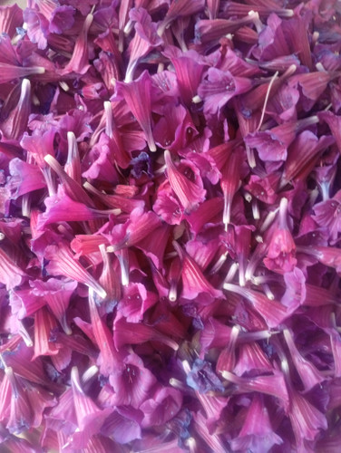 گل گاوزبان فروش گرمی