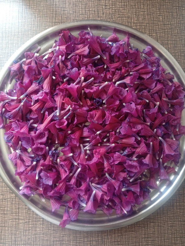 گل گاوزبان فروش گرمی